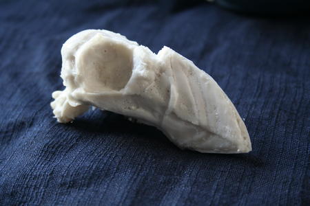 Puffin Skull Proto Cast for Animus flux