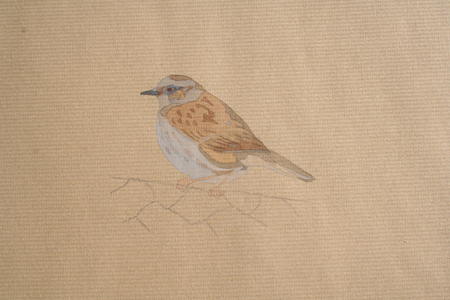 Dunnock on the fence, 08