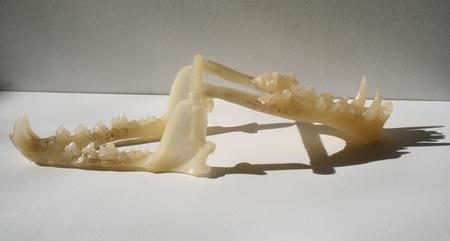 Protocast of fox trap hybrid for Animus flux