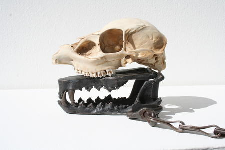 Dog-like II