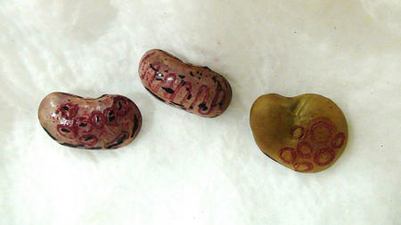 DNA tattooed beans