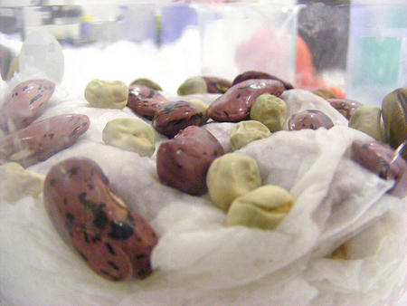 Readying beans and peas for tattooing