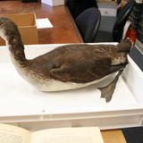 Research @ Norwich Castle Museum - 