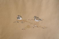 Turnstones, Salthouse 2008