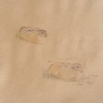 Aberlady Hare, Aberlady Bay 2008