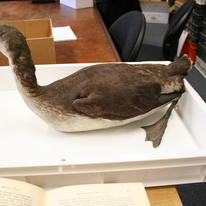 Research @ Norwich Castle Museum