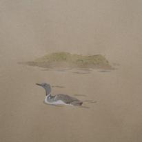 Red throated Diver, Orkney 2008