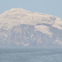 Bass Rock, East Lothian 2007