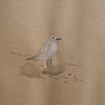 young gull on The Wash, 2008