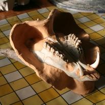 Muntjak Mould in Progress