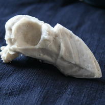 Puffin Skull Proto Cast for Animus flux