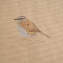 Dunnock on the fence, 08