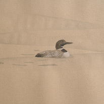 Great Northern Divers, Orkney 08