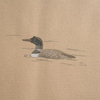 Great Northern Divers, Orkney 08