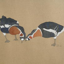Red-breasted Geese, Fakenham 08