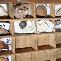 Fossil cabinet