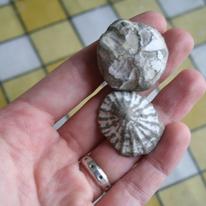 Urchin, limpet