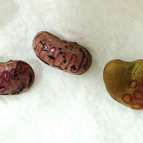DNA tattooed beans