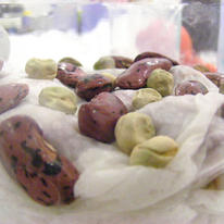 Readying beans and peas for tattooing