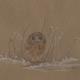 Shorteared Owl, Salthouse…