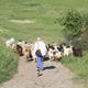 Goat herd and herder,…