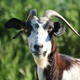 Goat, Burgas Bulgaria…