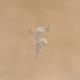 St. Abbs Gulls, 2008 | | 33 x 8cm | watercolour St. Abbs Gulls, 2008