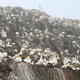 Gannets on The Bass,…