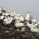 Gannets on The Bass,…