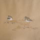 Turnstones, Salthouse…