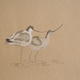 Avocets, Fakenham 08