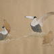 Eider, Fakenham 08