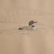 Great Northern Divers,…