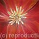 California Poppy 1