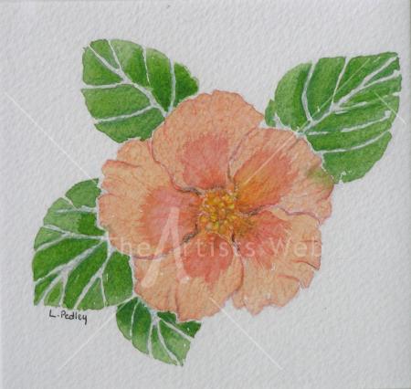 Hibiscus