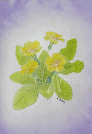 Primroses