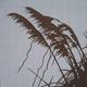 Pampas Grass 