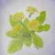 Primroses | £25 | 13 x 19cm | Watercolour Primroses