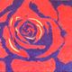 Rose | £40 | 45 x 55cm | Acrylic on box canvas Rose