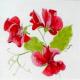 Sweet Peas