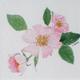 Wild Rose