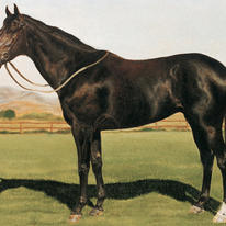Bold Chieftain