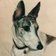 Whippet