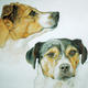 Jack Russells