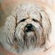 Bichon Frise Cushion