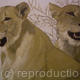 lions