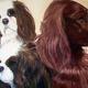 dogs
