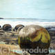 new zealand bolders