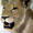 lions