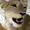 lioness